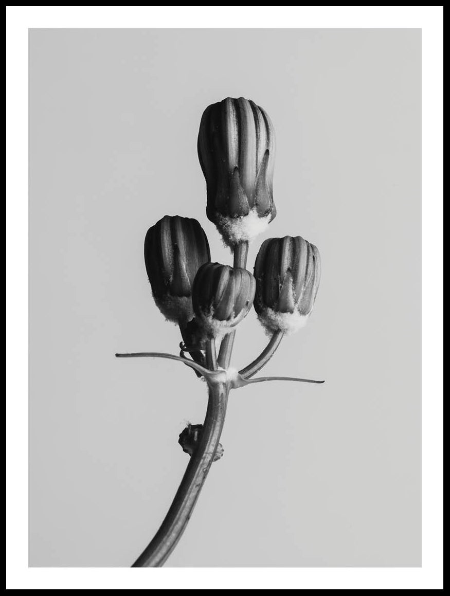 Black And White Plant Poster