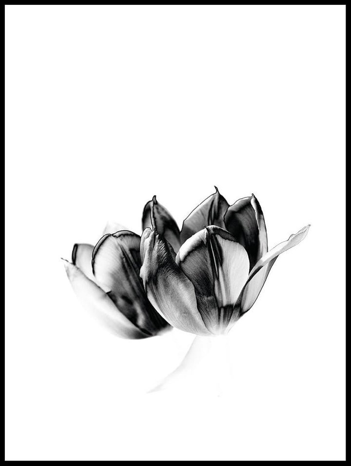 Tulips Poster