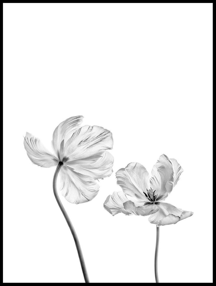 Pair Of Tulips Poster