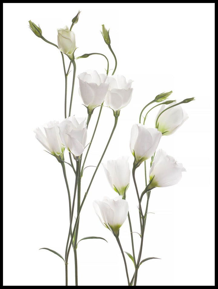 White Prairie Gentian Poster