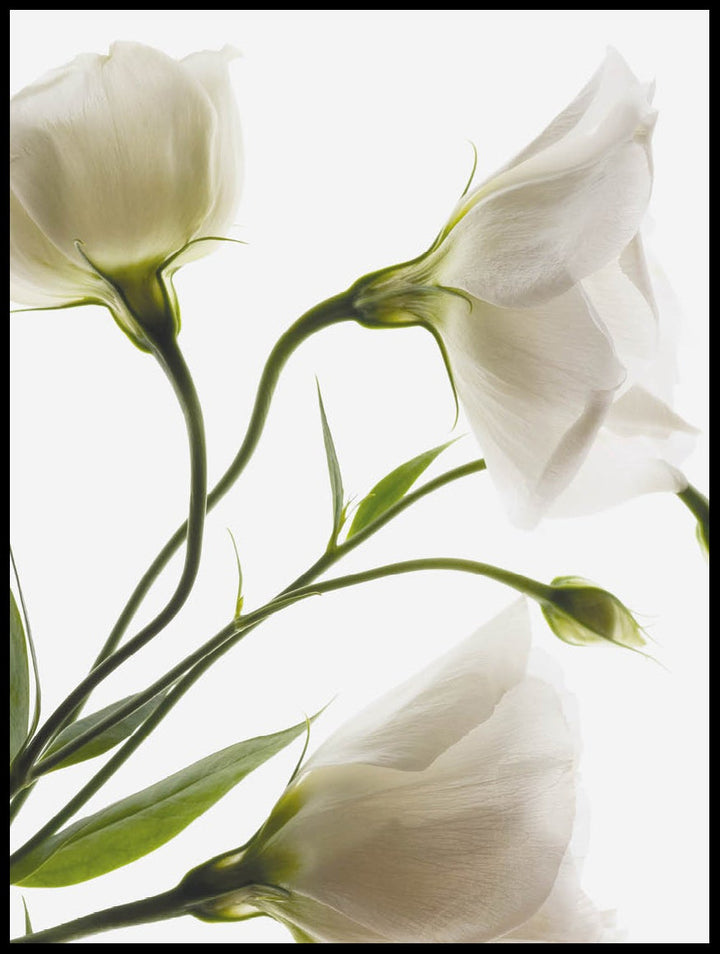 White Flowers Poster