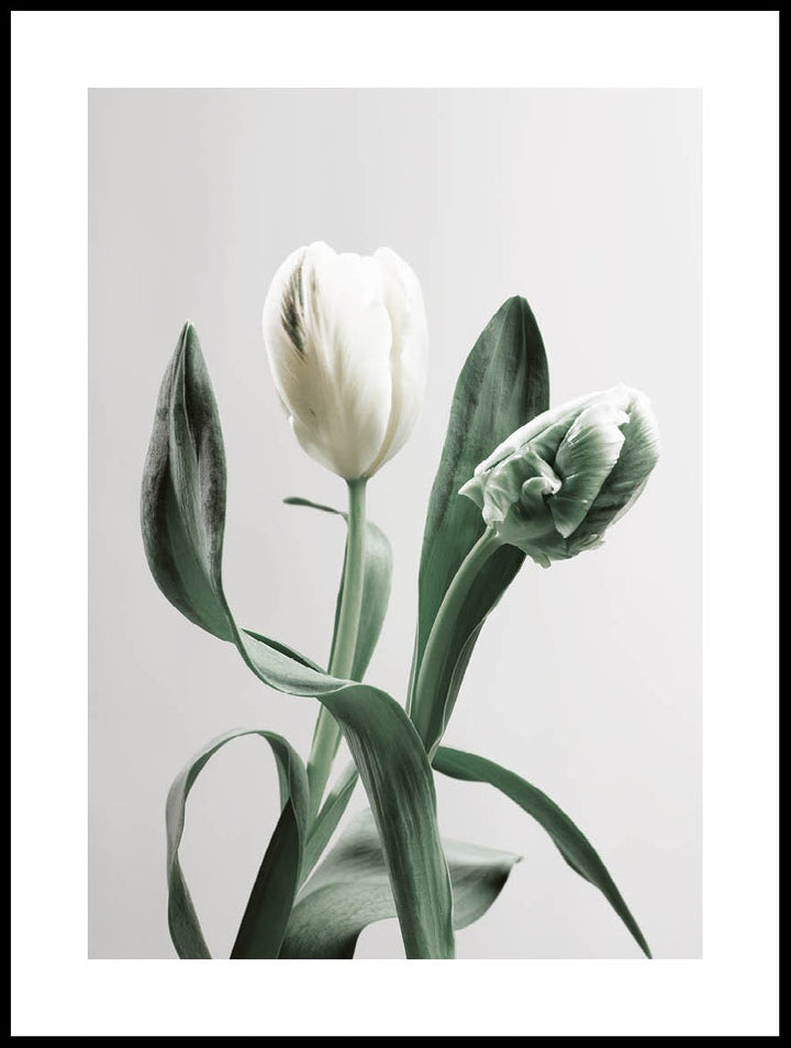 White Tulips Poster