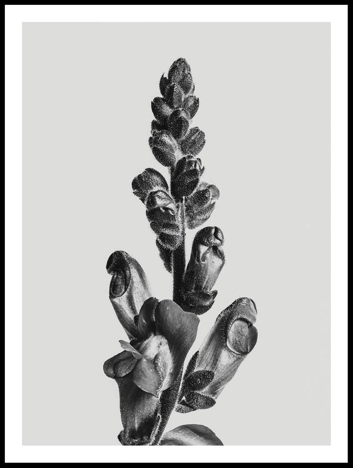 Plant In Black And White Poster