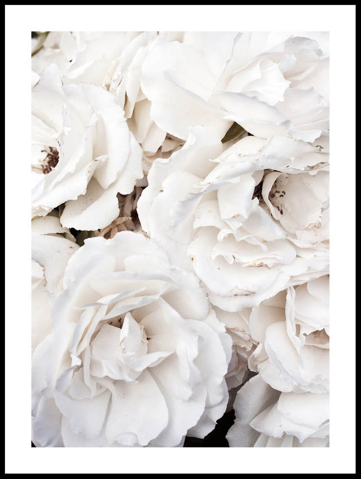 Close Up White Roses Poster