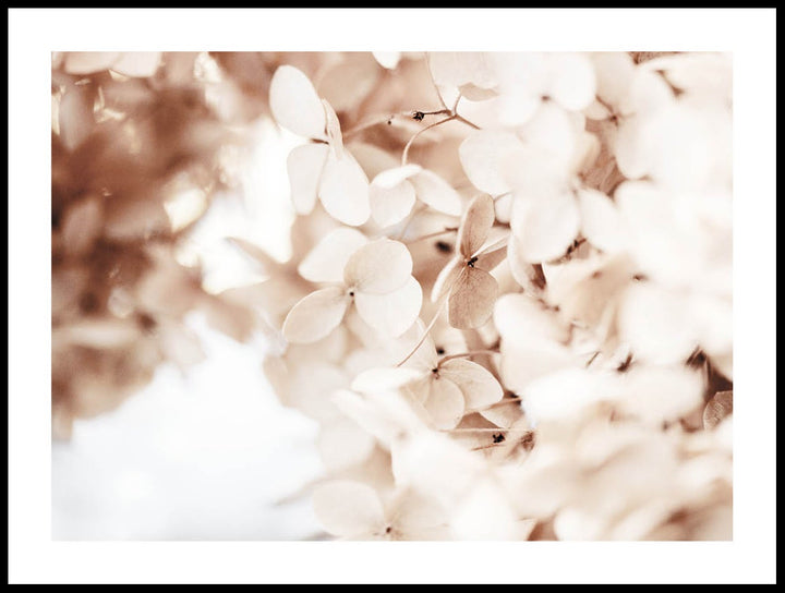 Dried Hortensia Poster