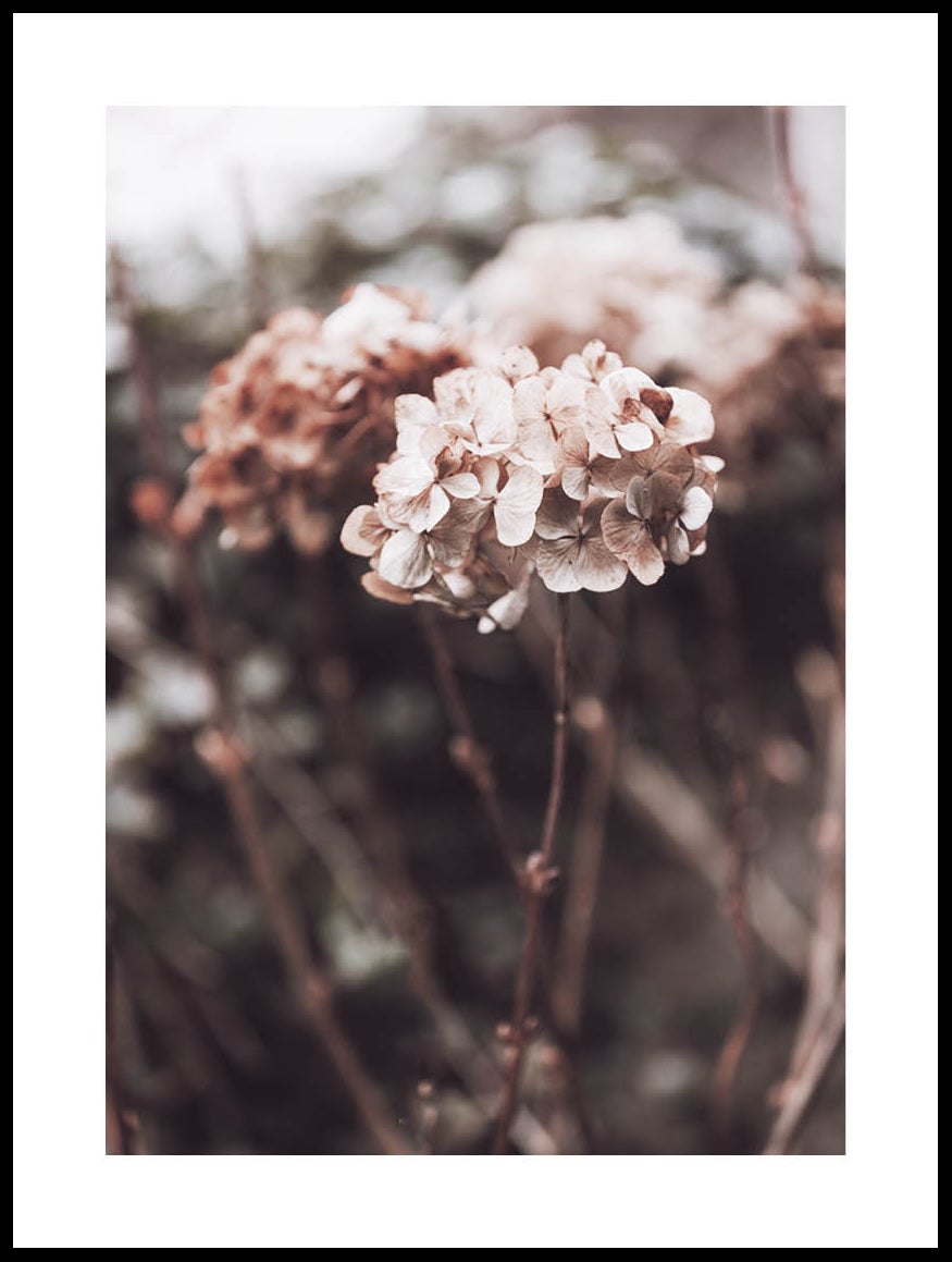 Dried Hortensia Poster