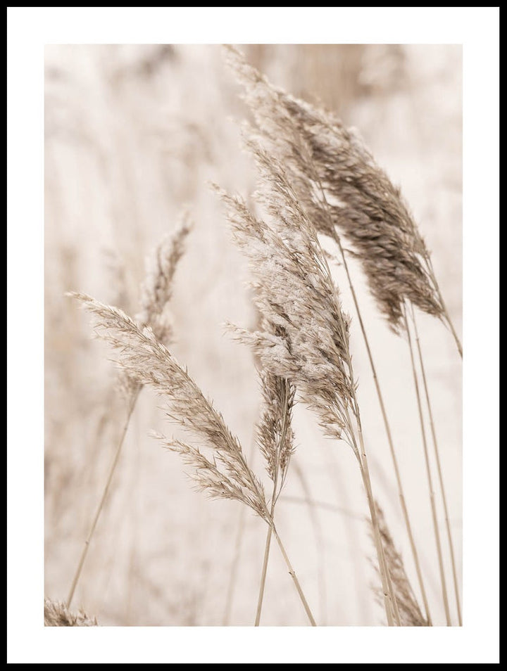 Winter Reeds Poster