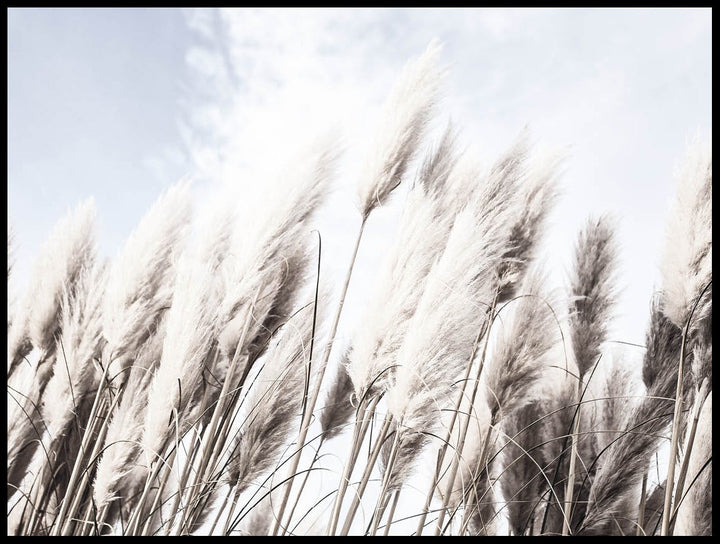 Pampas Grass Poster