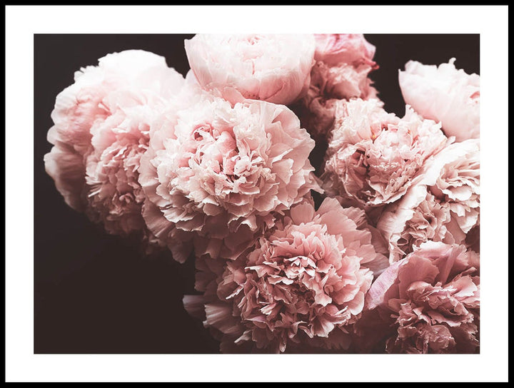 Peonies On Black Poster