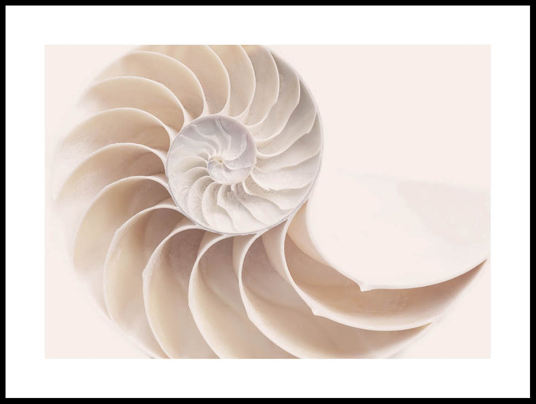 Sea Shell Poster