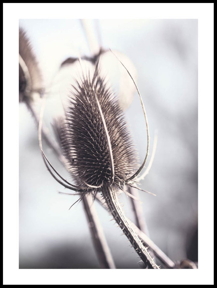 A Thistle Poster