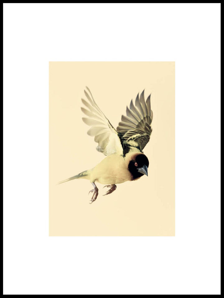 Black Headed Weaver Poster