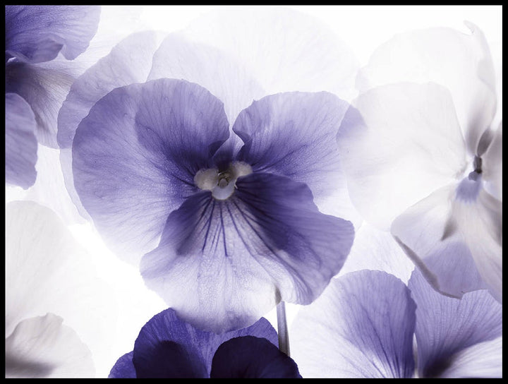 Purple Pansies Poster