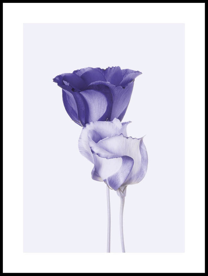 Lila Eustoma Poster