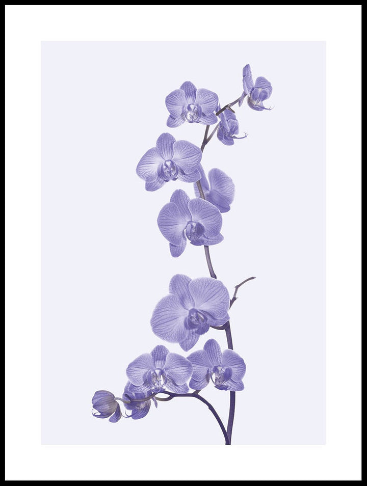 Purple Orchid Poster