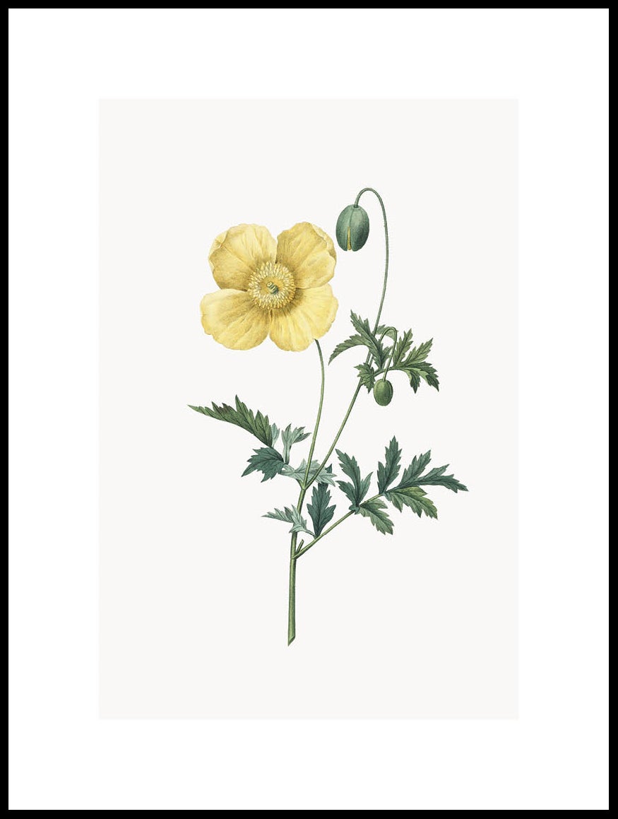 Papaver Cambricum Poster