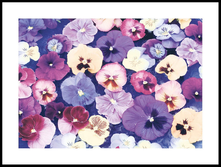 Pansies Poster