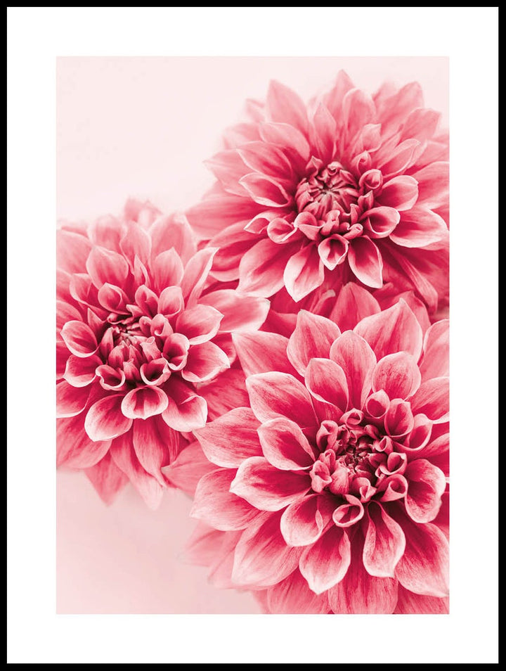 Dahlia Poster