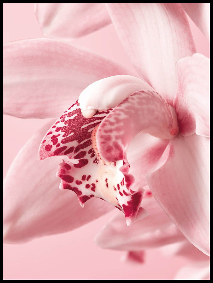 Pink Orchid Poster