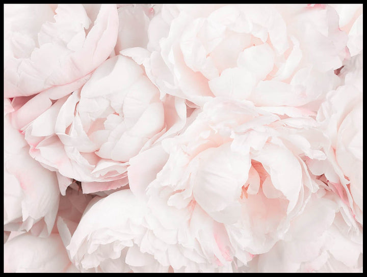 Shining Peonies Poster