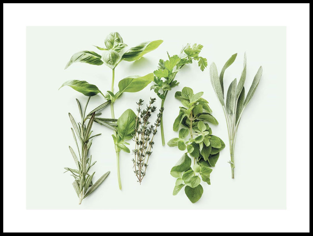 Herbs Poster