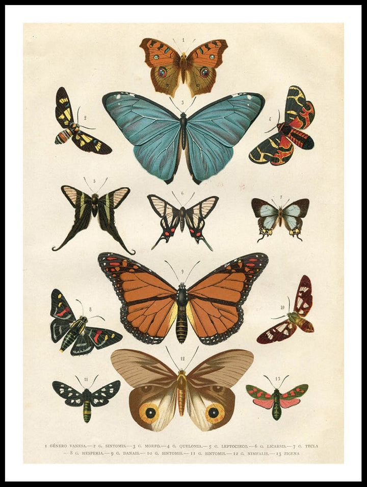 Different Species Of Butterflies Poster