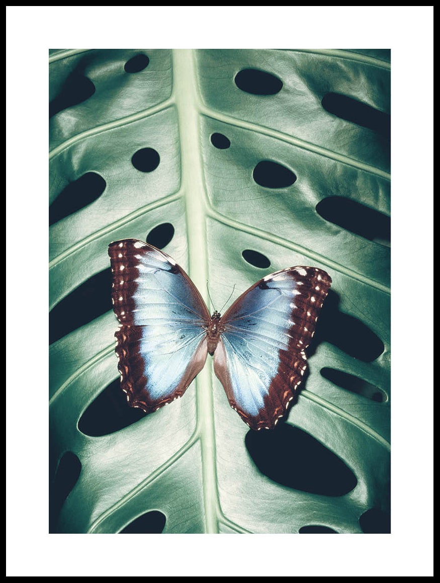 Peleides Blue Morpho Poster