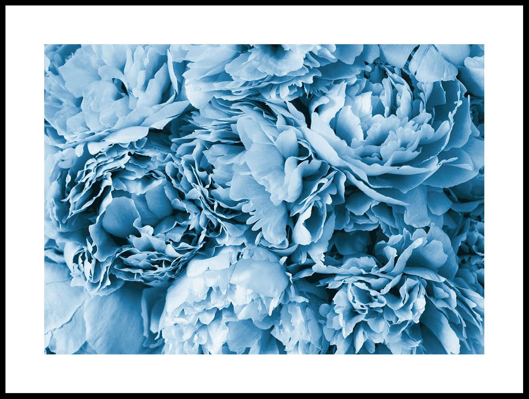 Blue Peonies Poster