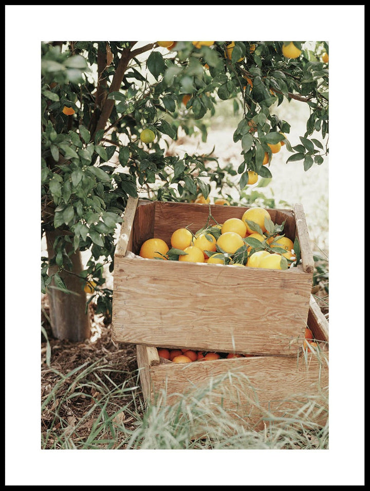 Lemons And Oranges Poster