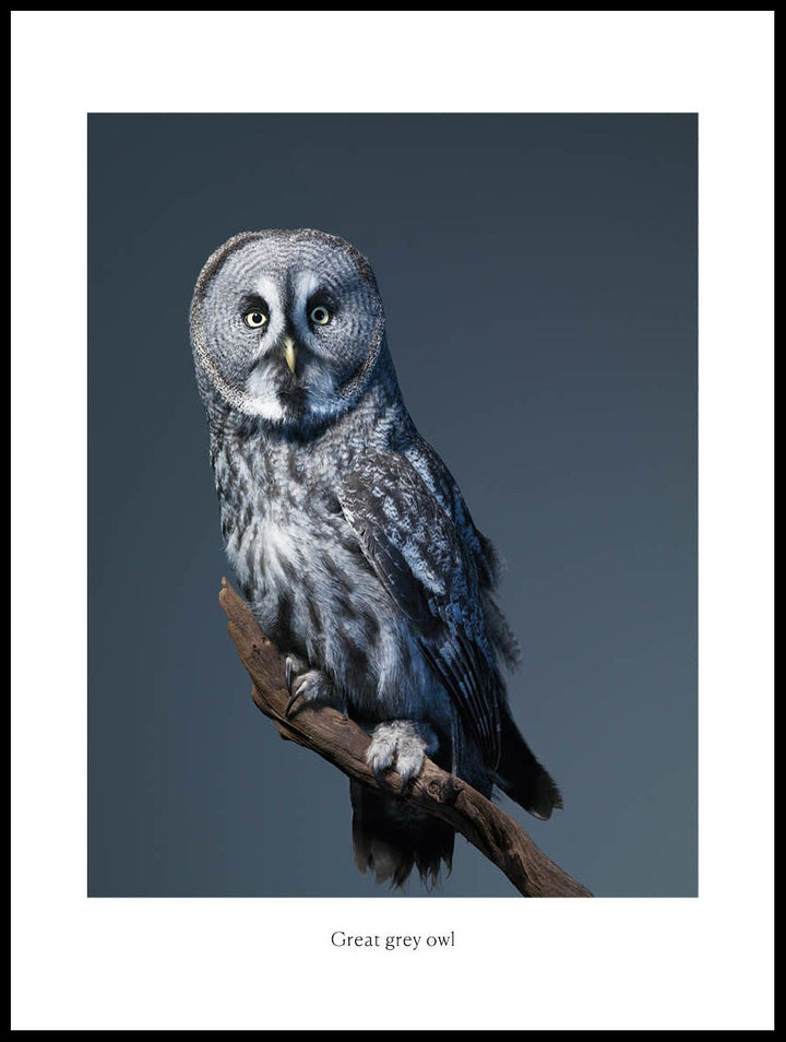 Great Grey Owl Poster