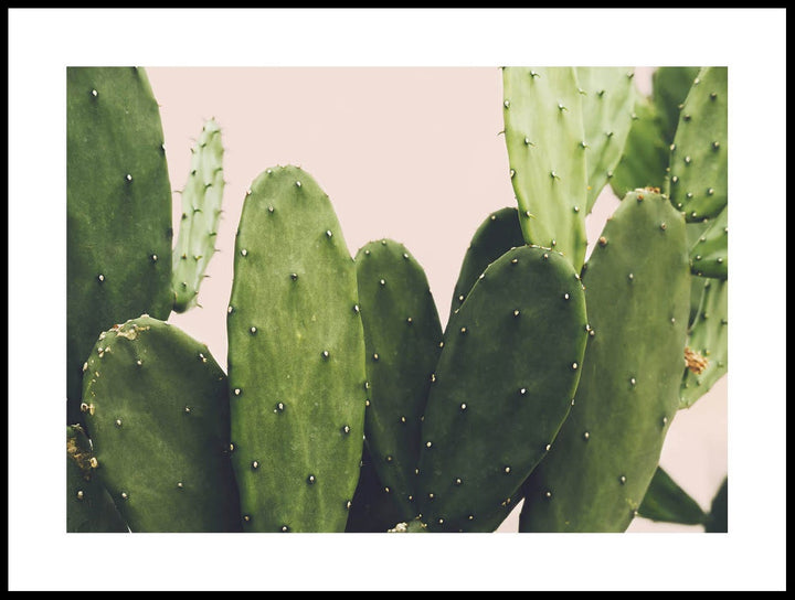 Details On A Cactus Poster