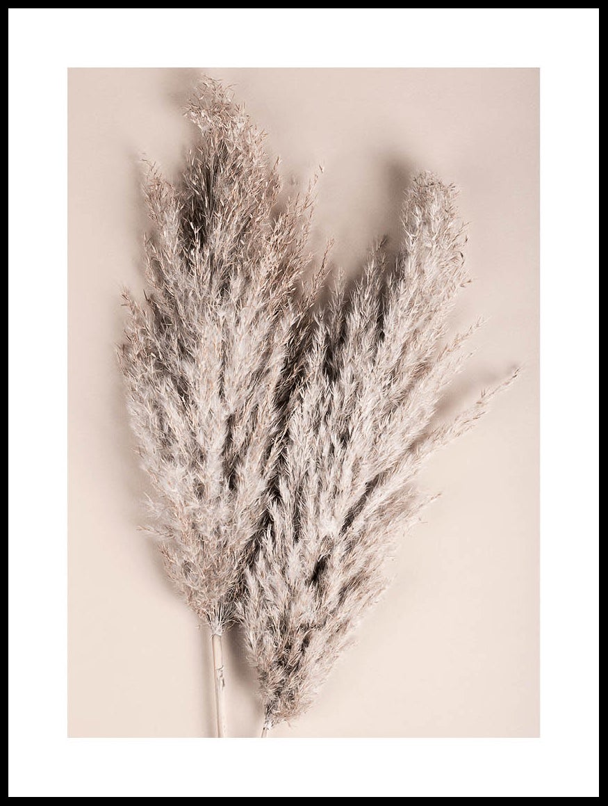 Pampas Grass Poster