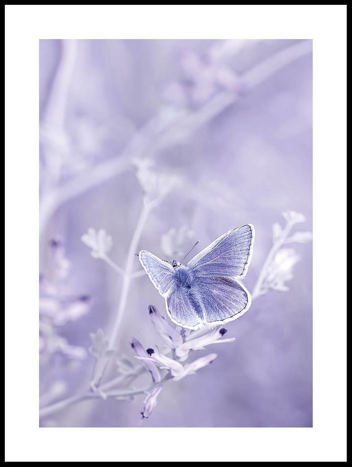 Purple Butterfly Poster