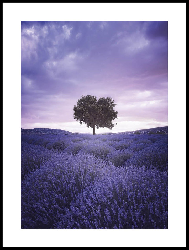 Lavender Field Poster