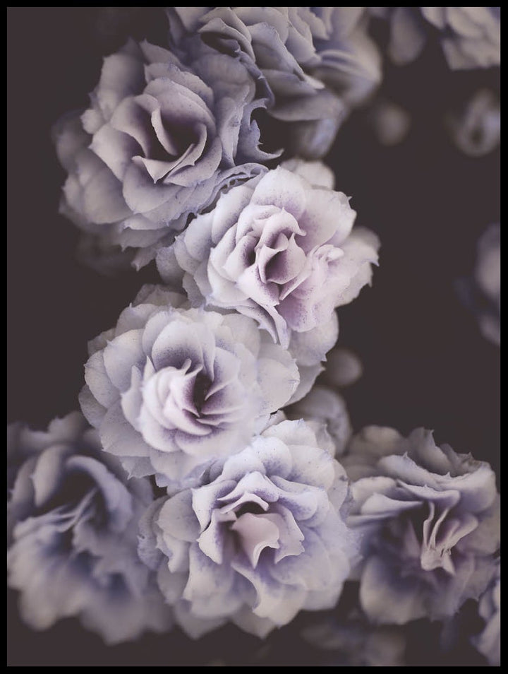 Purple Roses Poster