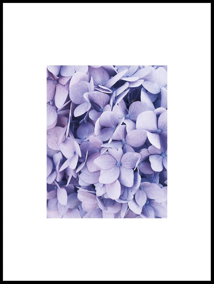 Purple Hydrangea Poster