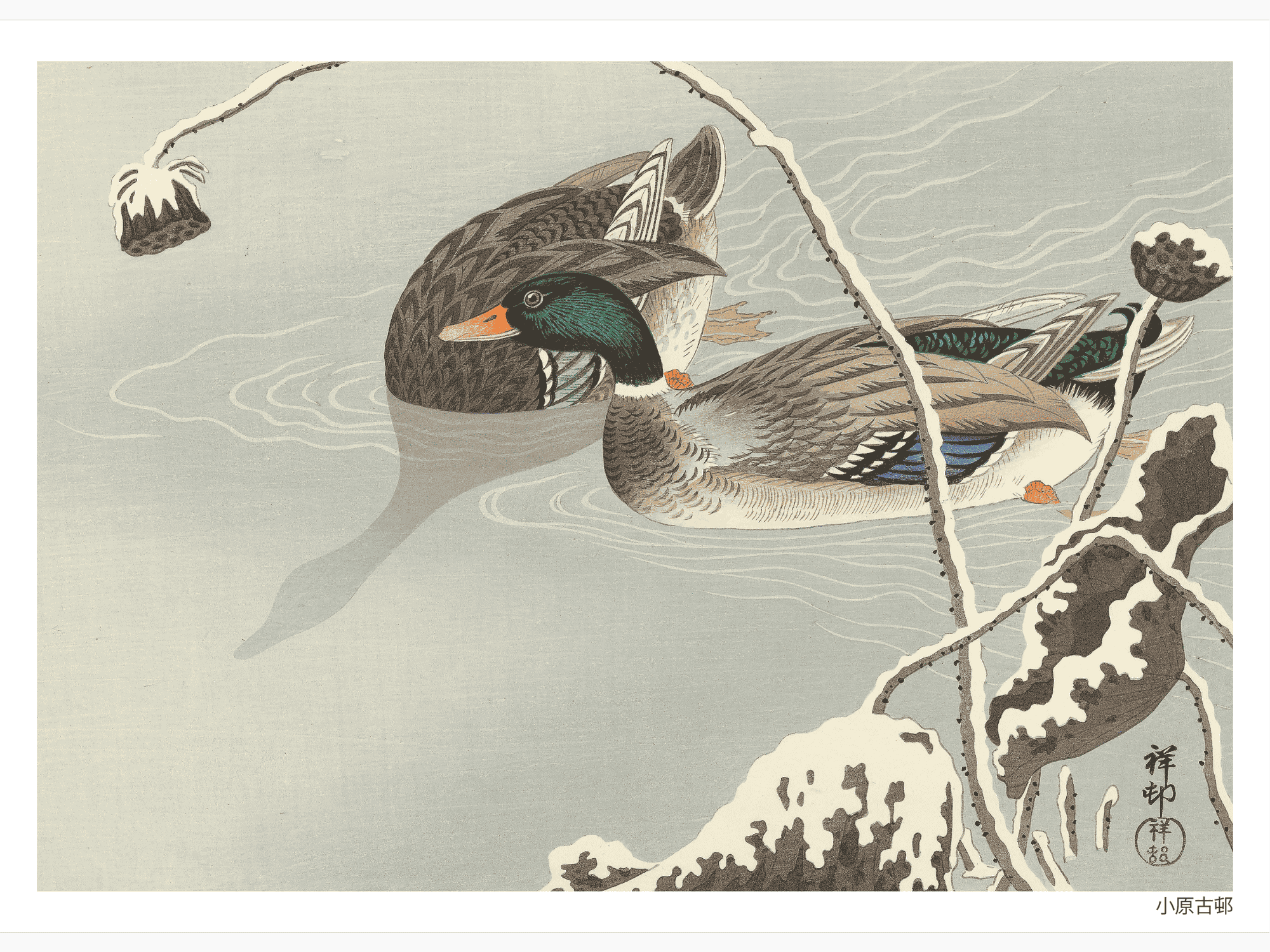 Two Mallards near a Snow Covered Lotus