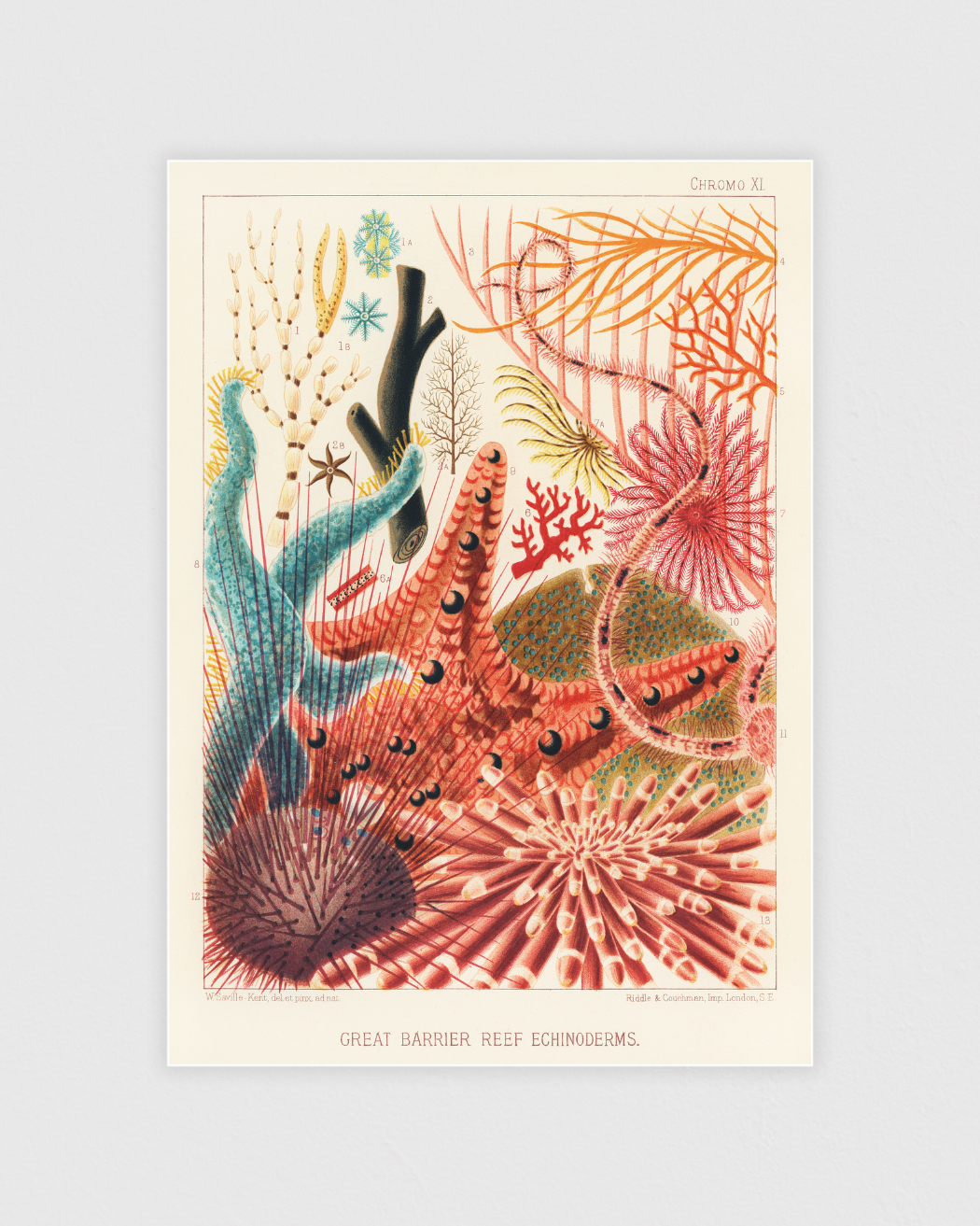 Great Barrier Reef Echinoderms