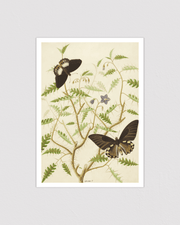 Two Exotic Butterflies on a Blooming Bush
