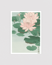 Flowering Water Lily