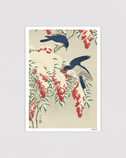 Flycatchers on snow covered nandin bush