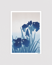 Irises
