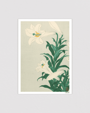 Lilies