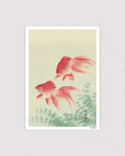 Two Veil Goldfish