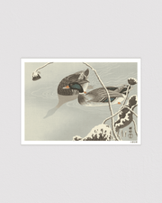 Two Mallards near a Snow Covered Lotus