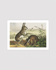Hase, hare, haas