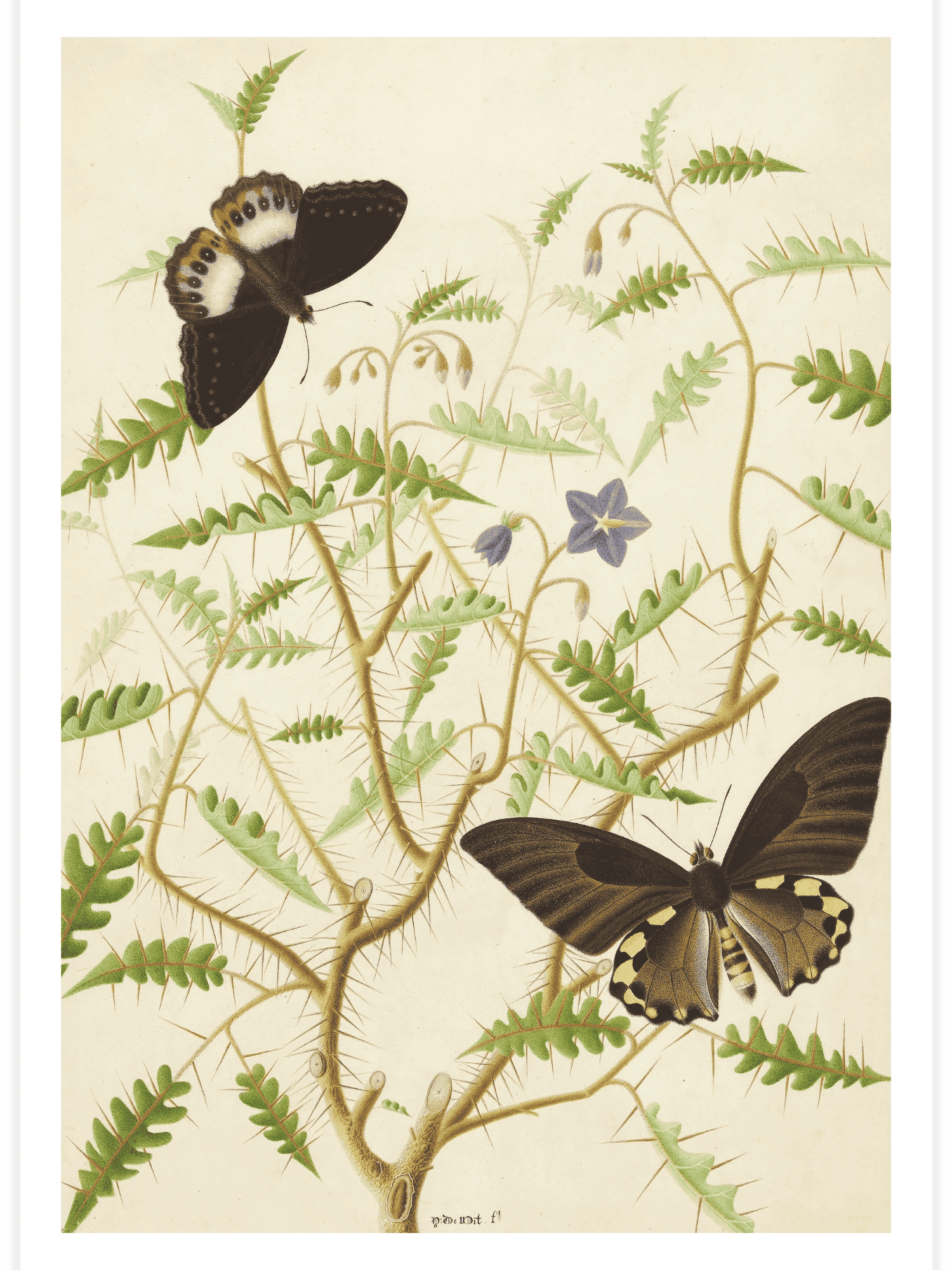 Two Exotic Butterflies on a Blooming Bush