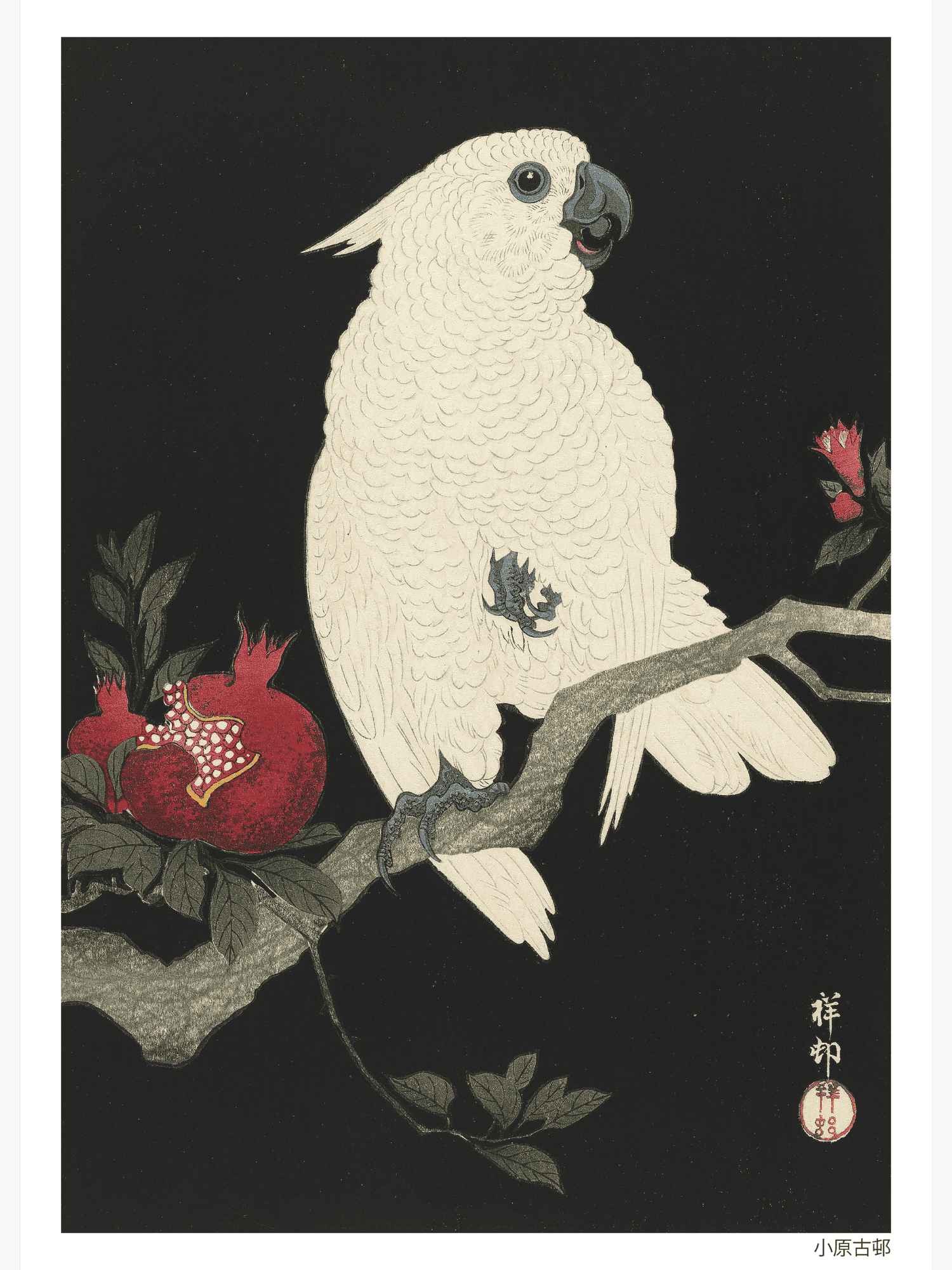 Cockatoo and pomegranate