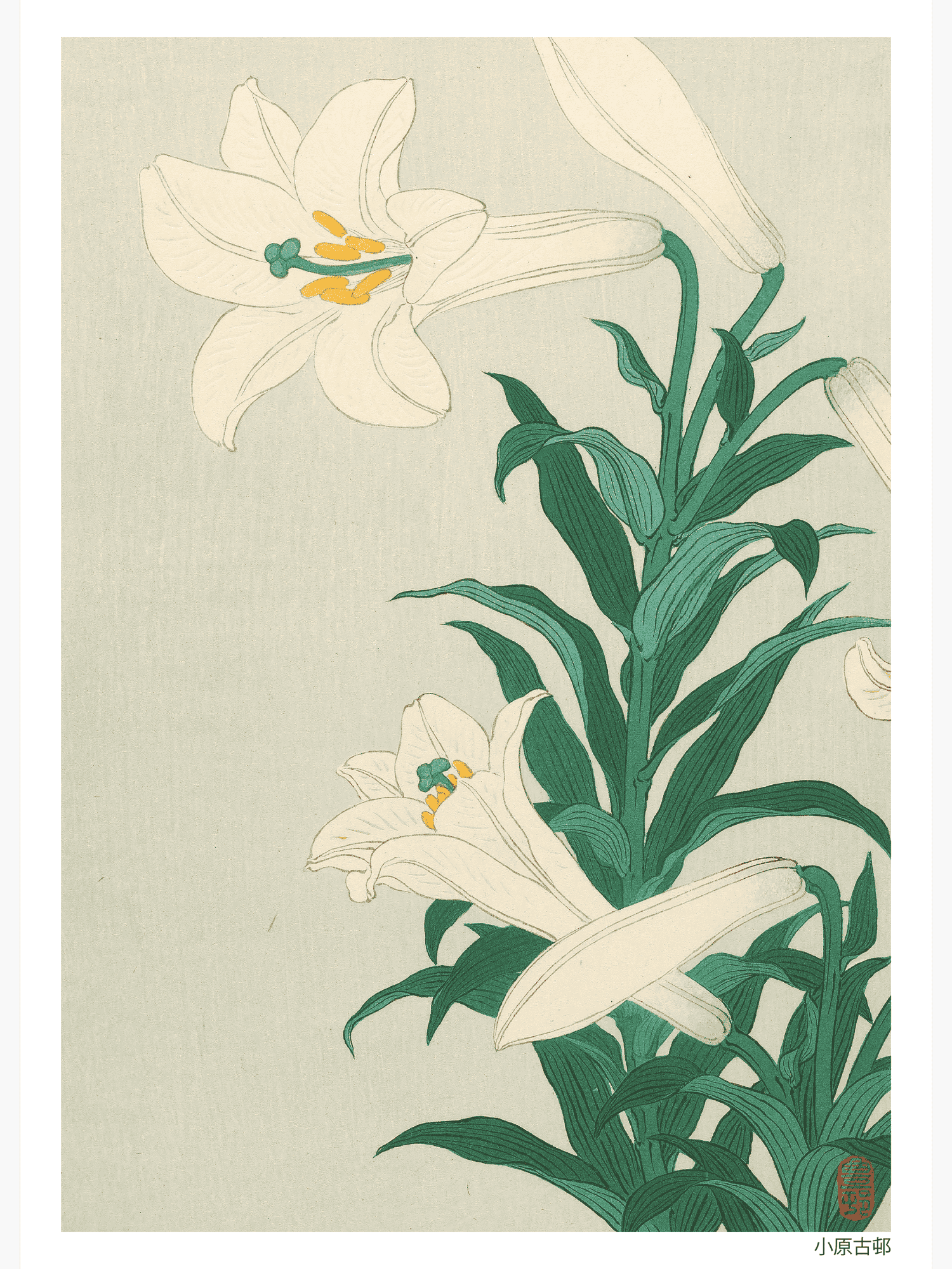 Lilies