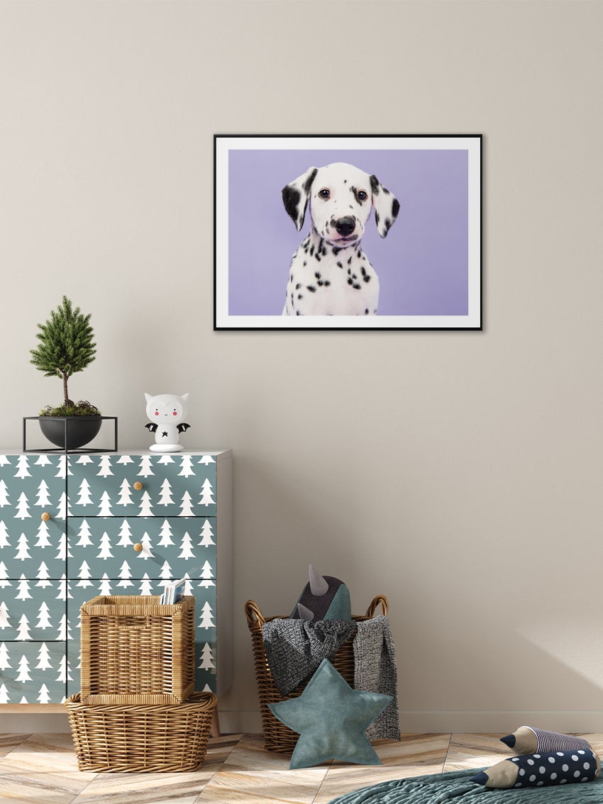 Dalmatian Puppy Poster